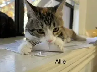 Allie photo 5