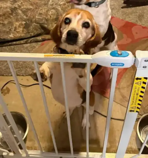Shorty-Beagle Boy photo 3