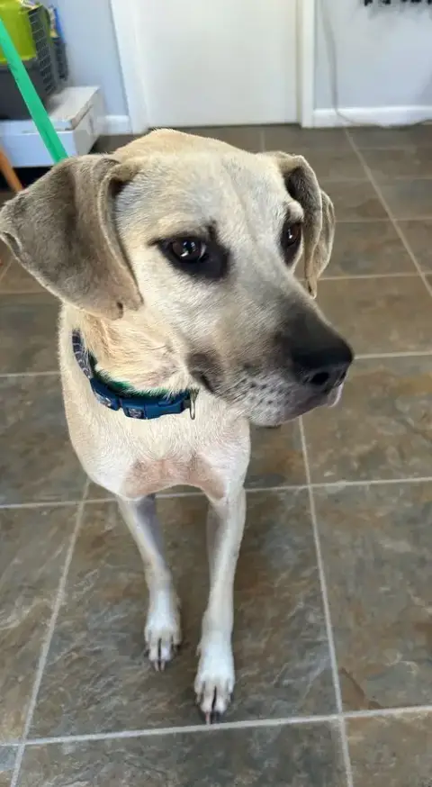 Biscuit photo 3