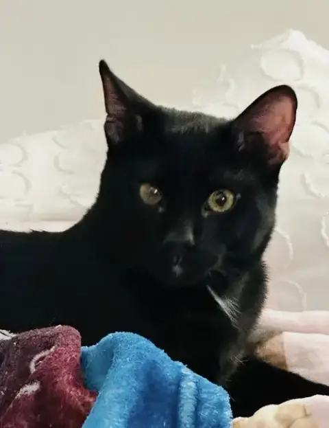 Lucky -Courtesy Post photo 4