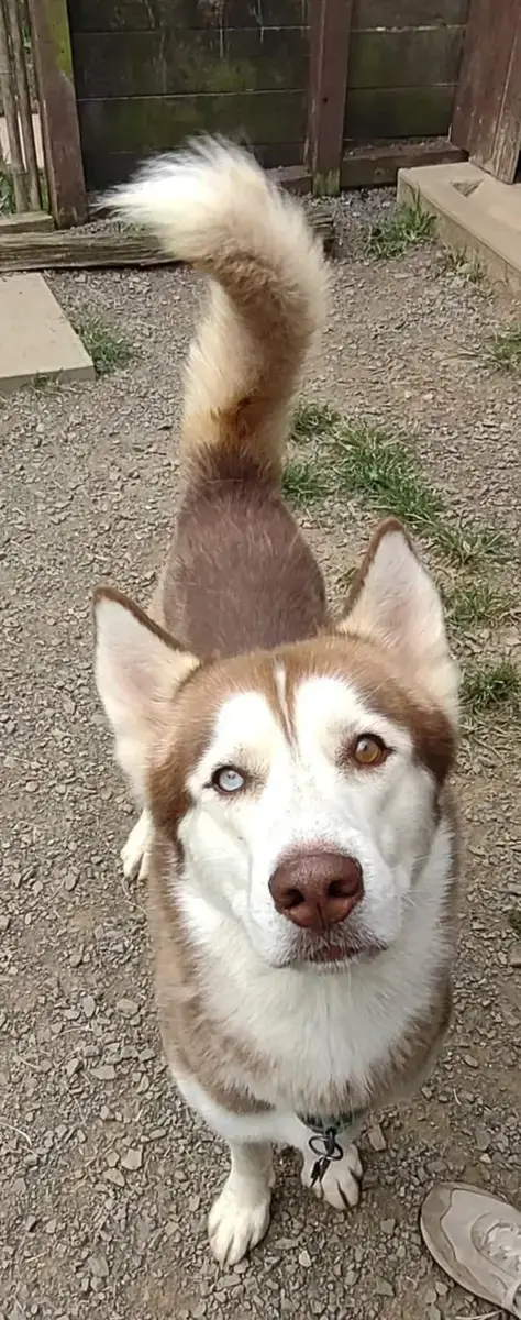 Blaze photo 5