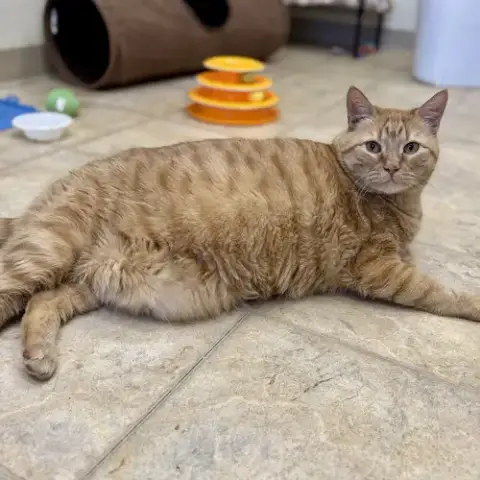 Mammas & Simba photo 3