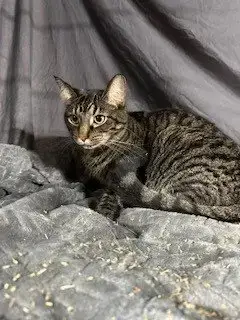 Tabby photo 2