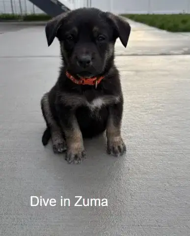 Dive In Zuma