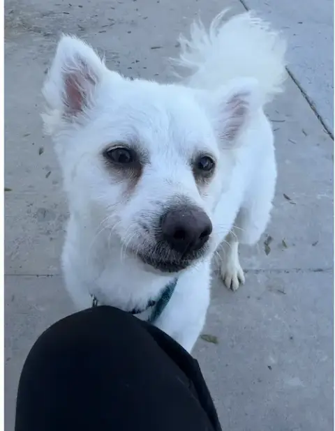 Cooper photo 2