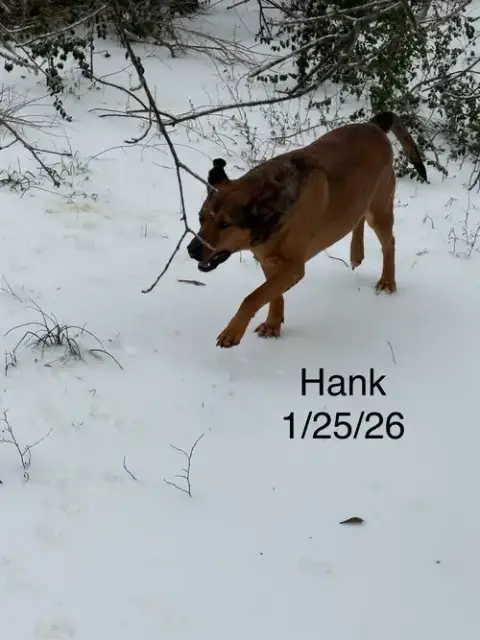 Hank photo 4