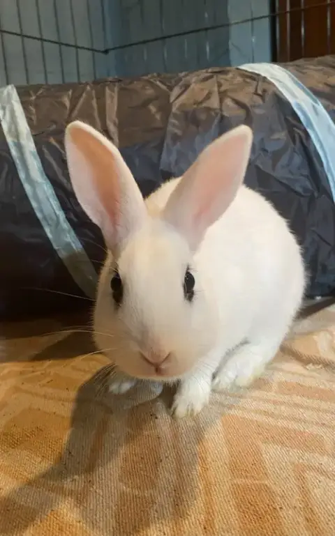 Luna'S Saturn Rabbit Kit photo 2