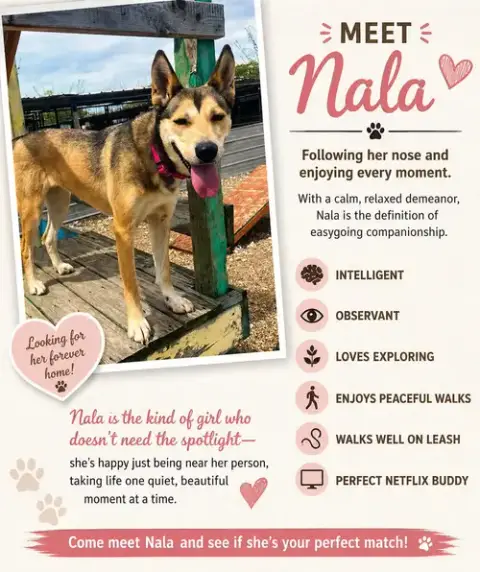Nala Aka Bonnie photo 2