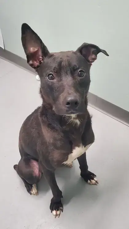 Dobby