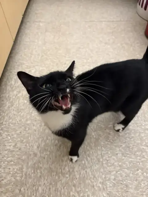Purrsephone Rm photo 4