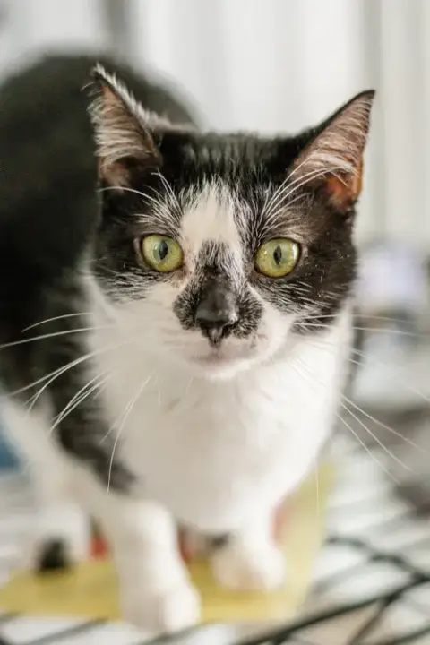 Hermione photo 4