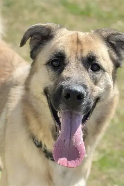 Gus