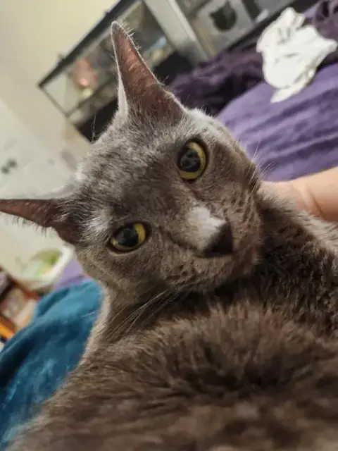Zelda