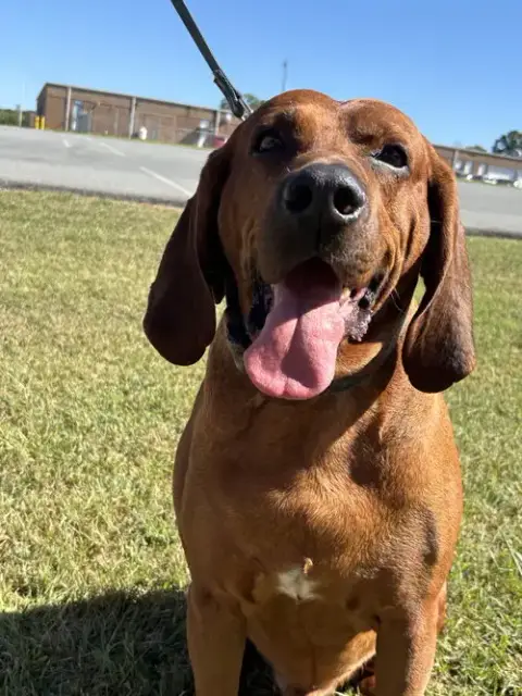 Bo: "My Home To Yours," Not At The Shelter photo 2
