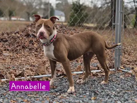 Annabelle