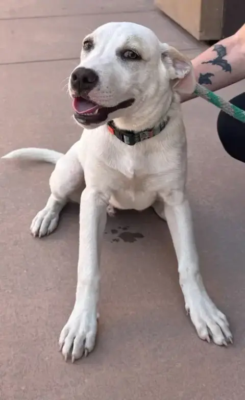Island-Cp-Foster Or Adopt Me! photo 3