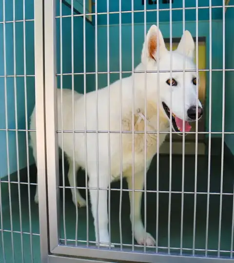 Luna photo 2