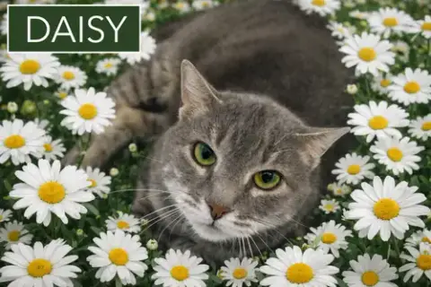 Daisy photo 2
