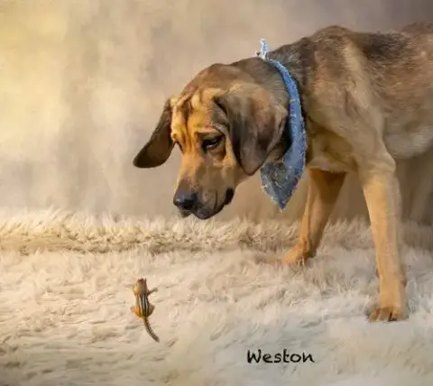 Weston photo 2