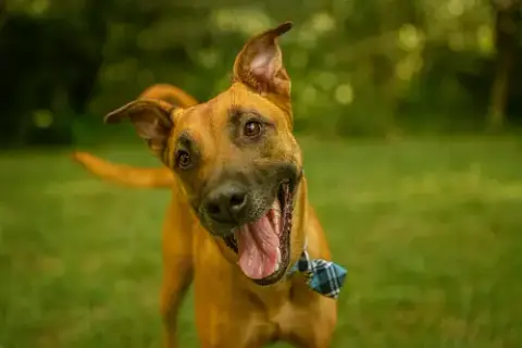Scooby photo 3