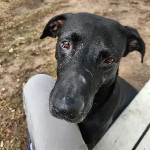 Bosco