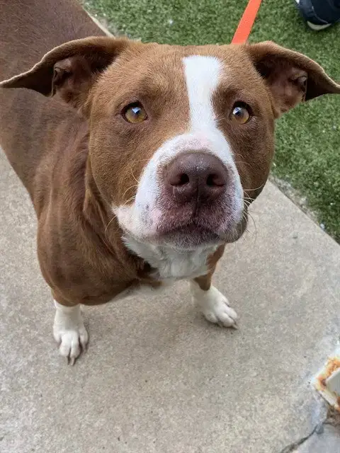 Missy