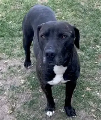 Luther