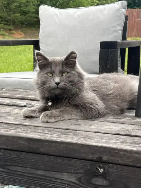 Mochi: Not At Shelter photo 2