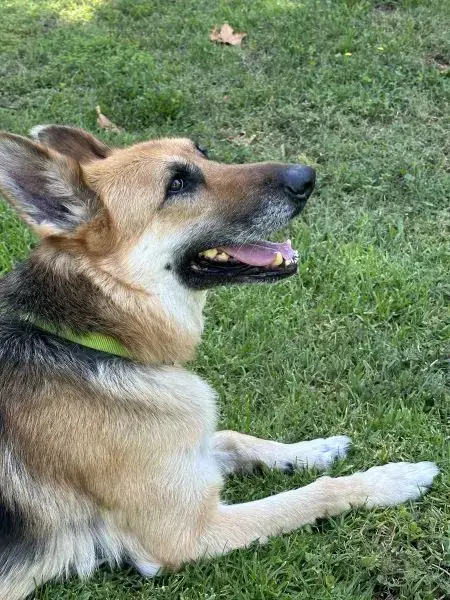 Rex photo 2