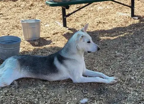 Nova