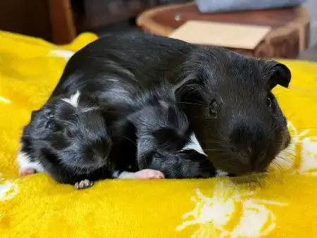 Starry & Her Two Babies photo 2