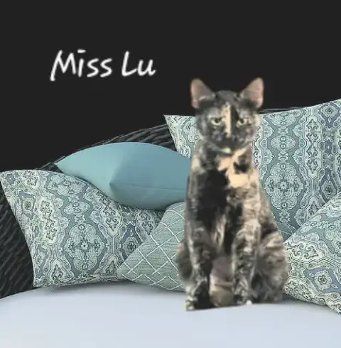 Lu #Whiskered-Shadow photo 4