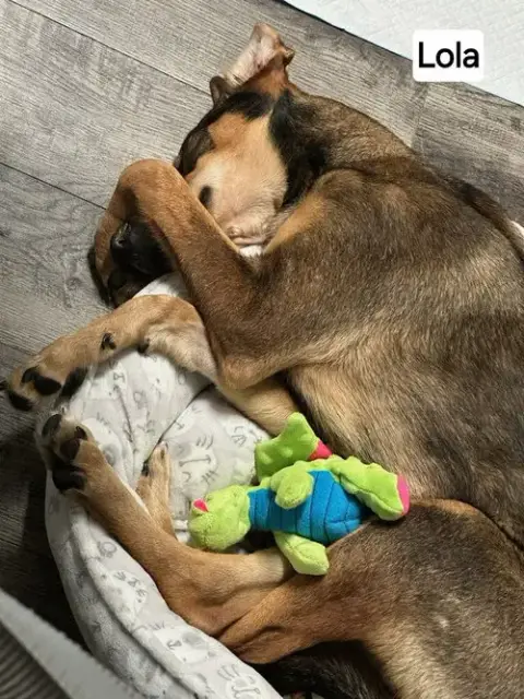 Lola photo 3