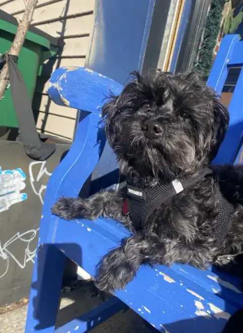 Toto