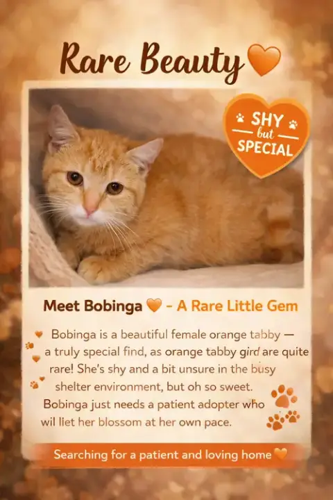 Bobinga photo 2