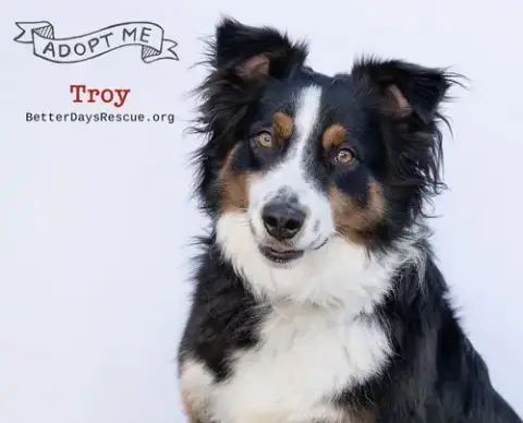 Troy