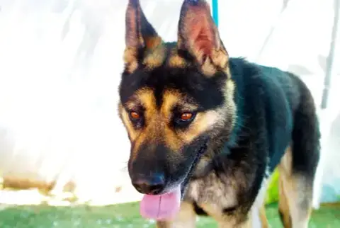 Sarge -