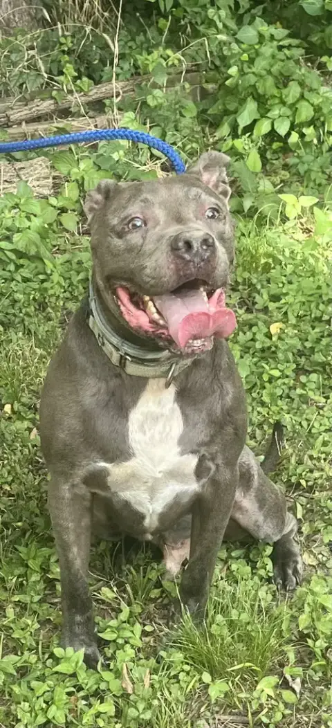 Kingston Needs Foster Home