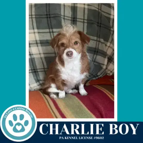 Charlie Boy 112225 photo 2
