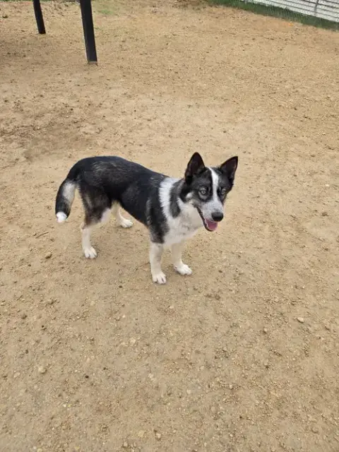 Juliette