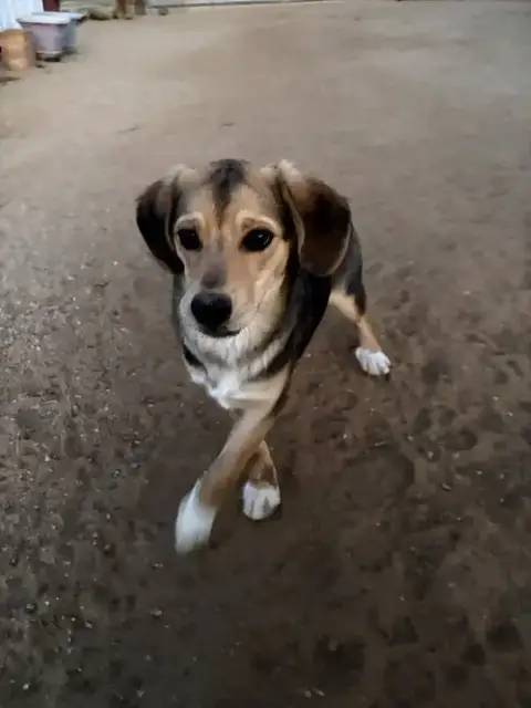 Beatles--Beagle Pups On Abby Road