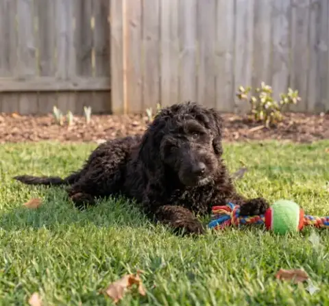 Corkie ~ Foster To Adopt photo 3