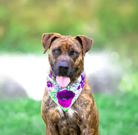 Gemma
