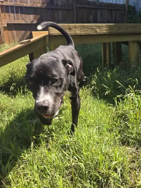 Buddy photo 2