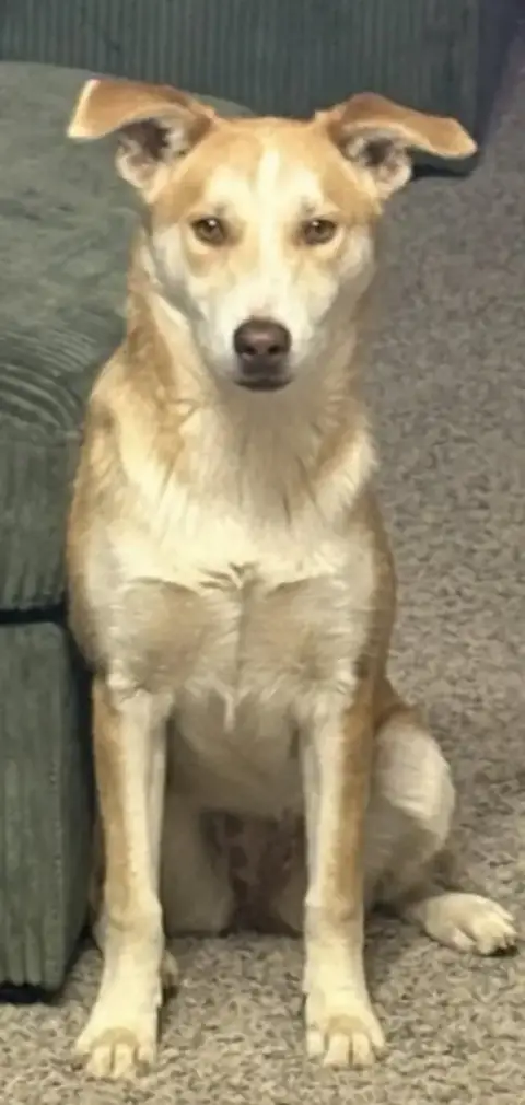 Goldie