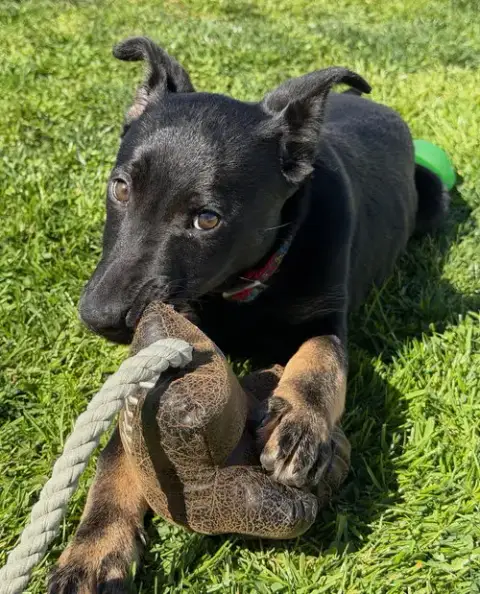 Gracie photo 4