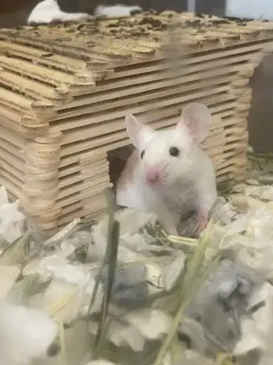 *Speedy