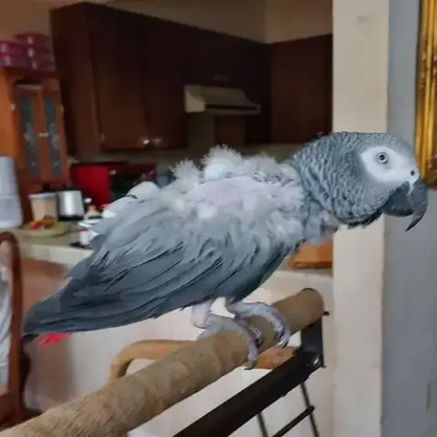 (Pending Adoption) Mozart