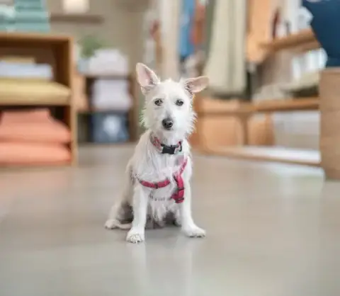 Maple photo 4