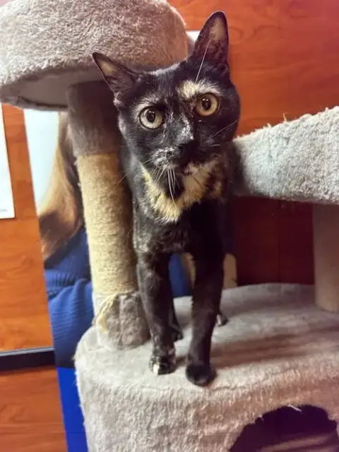 Lola At Petsmart Rochester